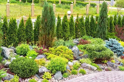 Usługi Ogrodnicze - Jaskier